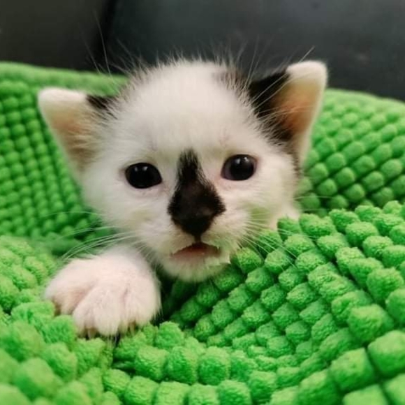 🐈‍⬛️🐈🐈‍⬛️🐈🐈‍⬛️🐈🐈‍⬛️🐈🐈‍⬛️🐈🐈‍⬛️ - Picture 8 of 9